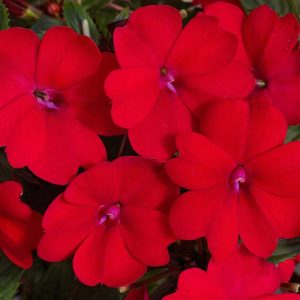 Sunpatiens Compact Fire Red 6"