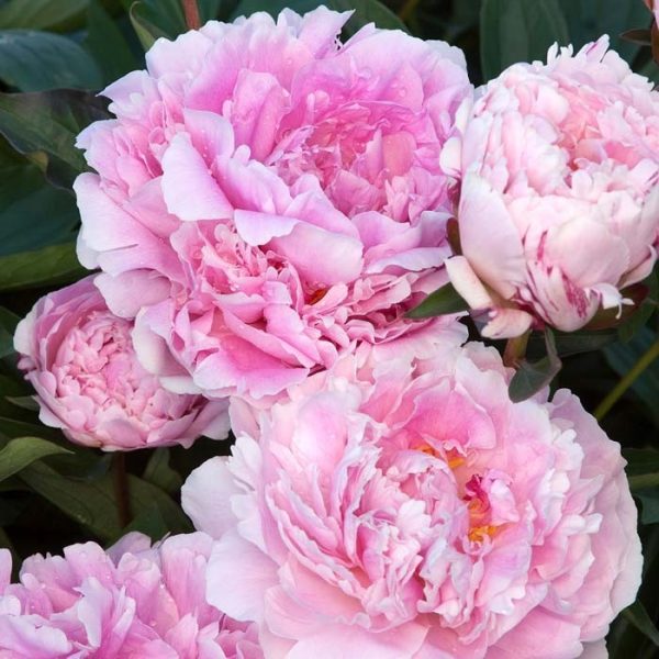 Peony Sarah Bernhardt #2