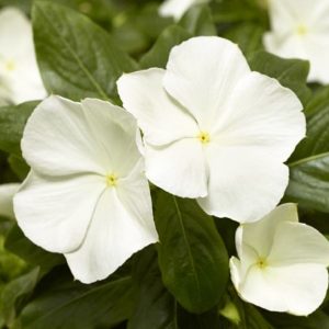 Vinca Cora Xdr White 4.5"