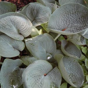 Hosta Drinking Gourd #1