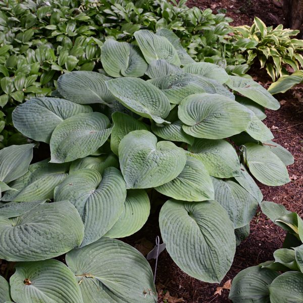 Hosta Blue Angel #1