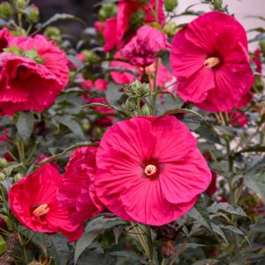 Hibiscus Summer In Paradise #1