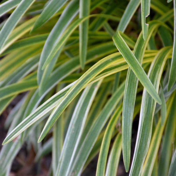 Liriope Variegated #1