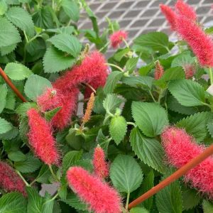 Strawberry Firetails (Medium)