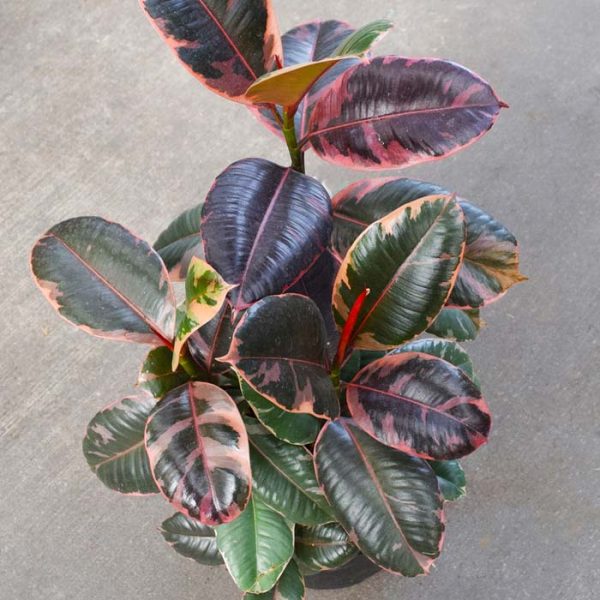 Ficus Elastica Ruby (Large)