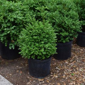 Boxwood Green Velvet #3