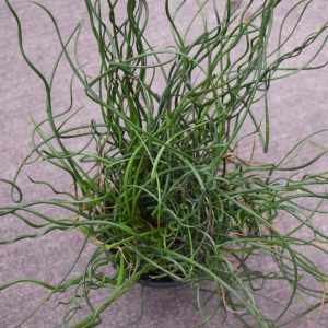Juncus Spiralis (Small)