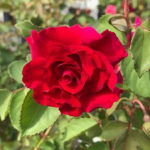 Rose Brindabella Red Empres #3
