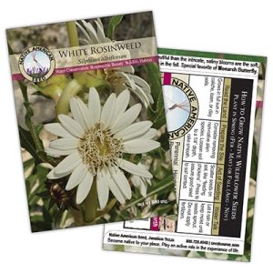 Seed Packet Native Amercian Seed Co - White Rosinweed