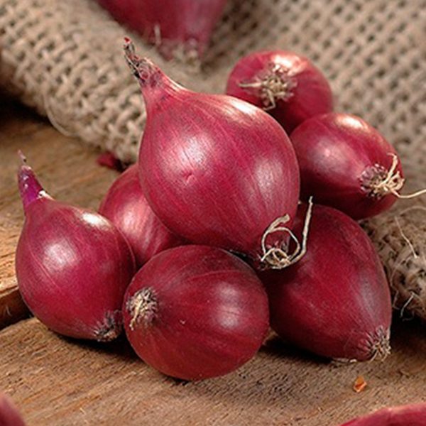 Onion Sets Red 80Pk