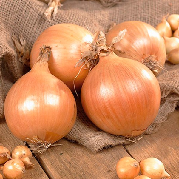 Onion Sets Yellow 80Pk