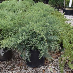 Juniper Grey Owl #3