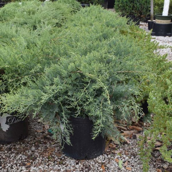 Juniper Grey Owl #3