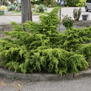 Juniper Gold Coast #1