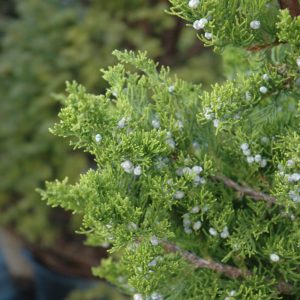 Juniper Torulosa Pom #9