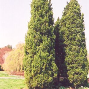 Eastern Red Cedar