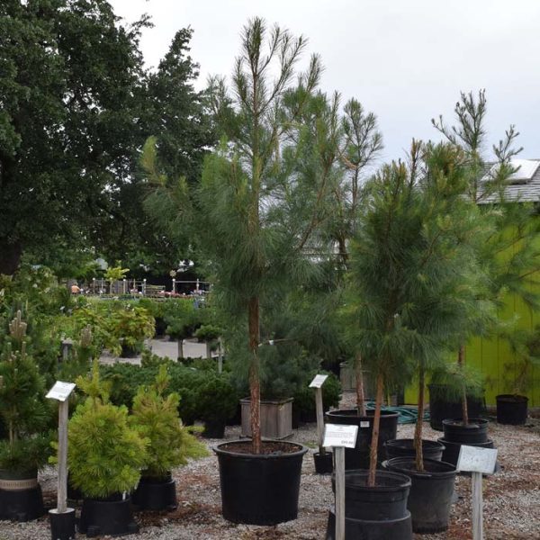 Pine Loblolly #15