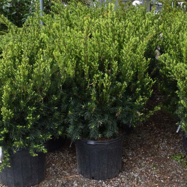 Yew Dense #7