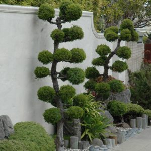 Juniper San Jose Oriental #5