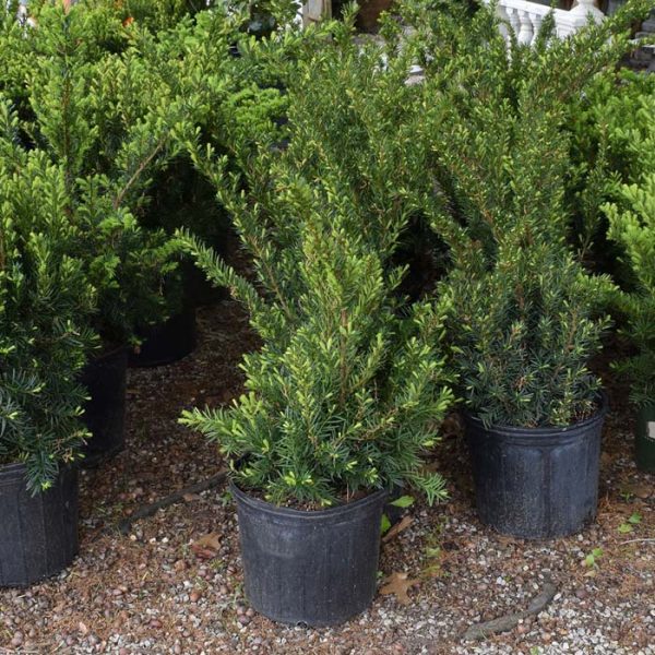 Yew Dense #3