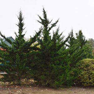 Juniper Canaertii