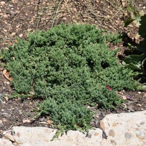 Juniper Procumbens #1