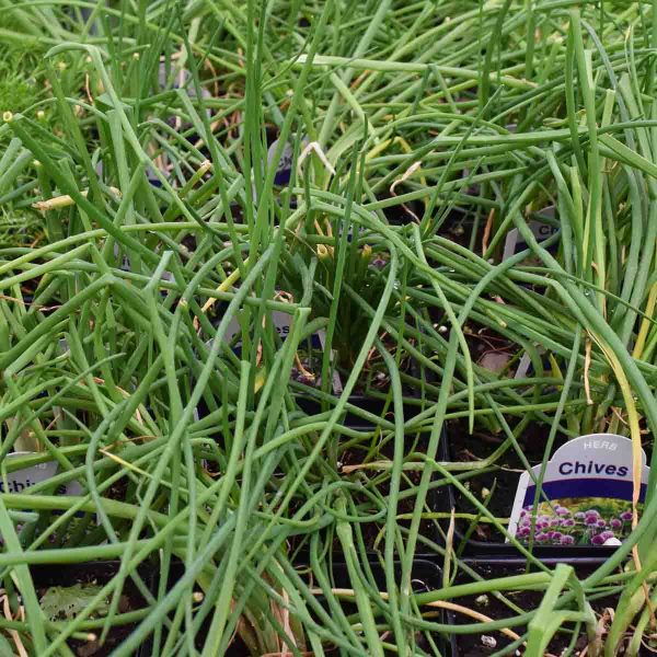 Chives 3.25"