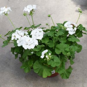 Geranium White Patio Pot 12"