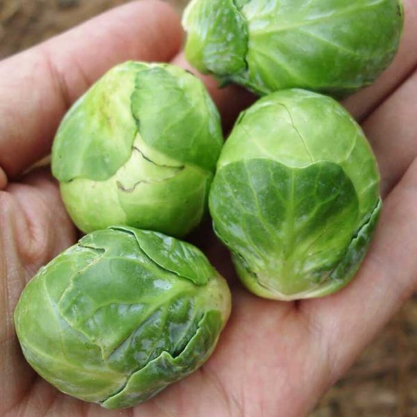 Brussels Sprout 3.25"