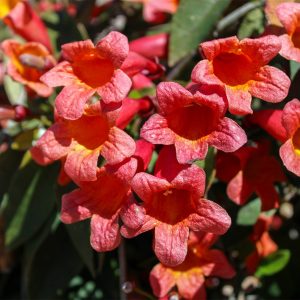 Cross Vine Tangerine Beauty #1
