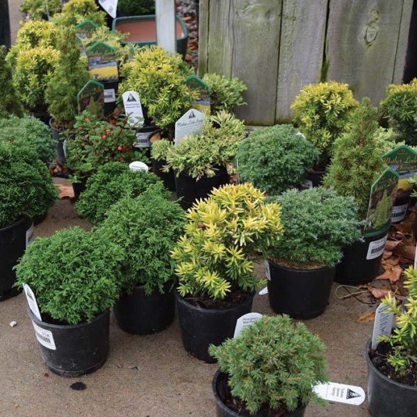 Conifer Mini Assort 4"