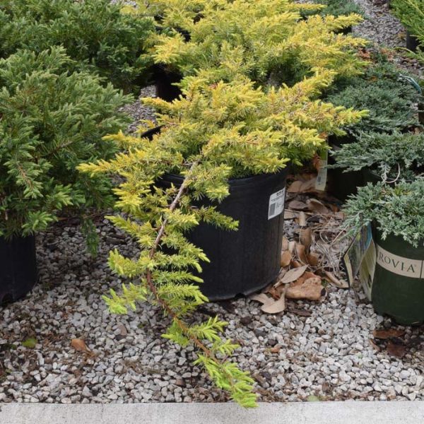Juniper Golden Pacific #3
