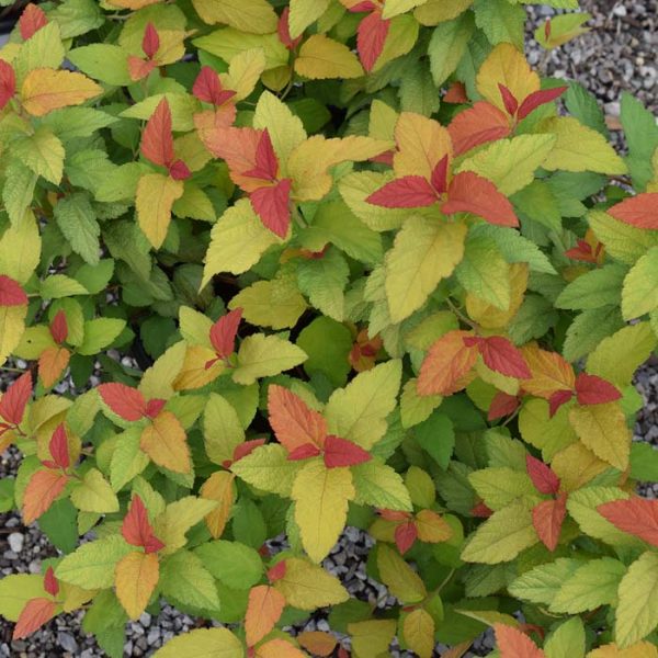 Spiraea Candy Corn #3