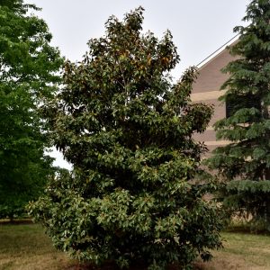 Magnolia Kay Parris #15