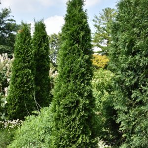 Arborvitae Full Speed Ahedge #3