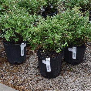 Holly Dwarf Yaupon #1