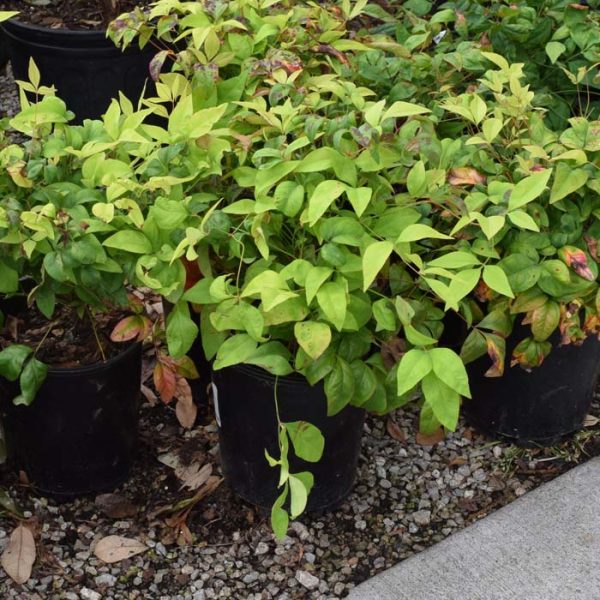 Nandina Firepower #1