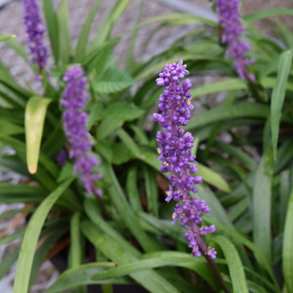 Liriope Royal Purple 4"