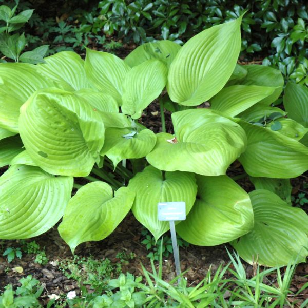 Hosta Sum And Substance #1