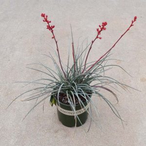 Yucca Red #3