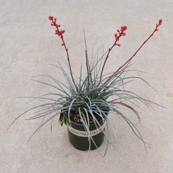 Yucca Red #3