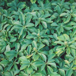 Pachysandra 6pk