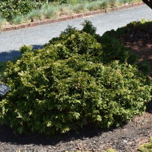 Arborvitae Gruene Kugel #6