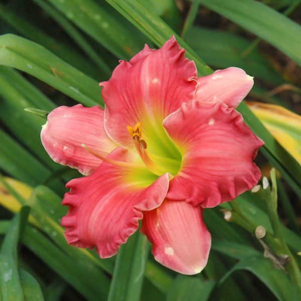 Daylily Passionate Returns #1