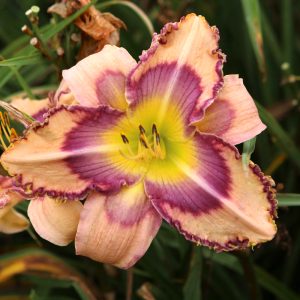 Daylily Handwriting On The Wall #1