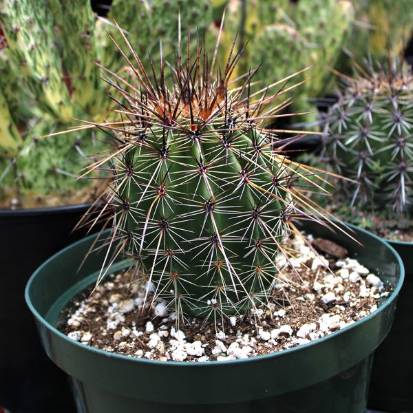 Cactus Assorted 4"