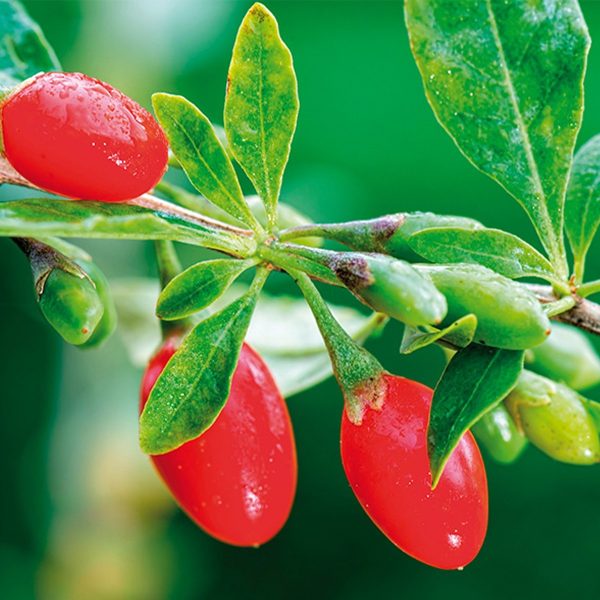 Goji Berry 4"