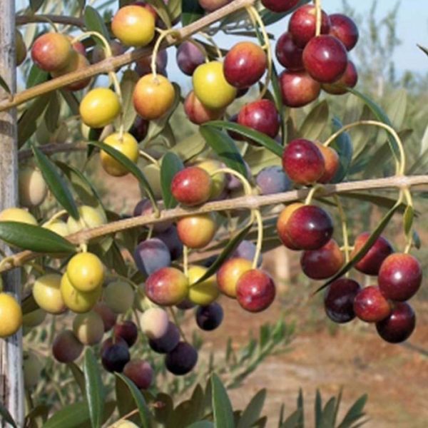 Olive Arbequina 4"