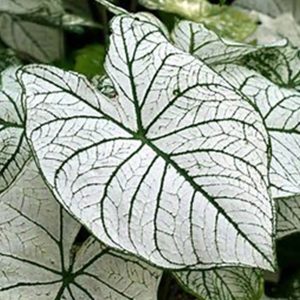 Caladium Bag Candidum Jr. Dwf 10pk