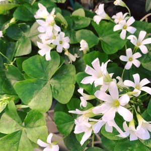 Oxalis Shamrock (Small)